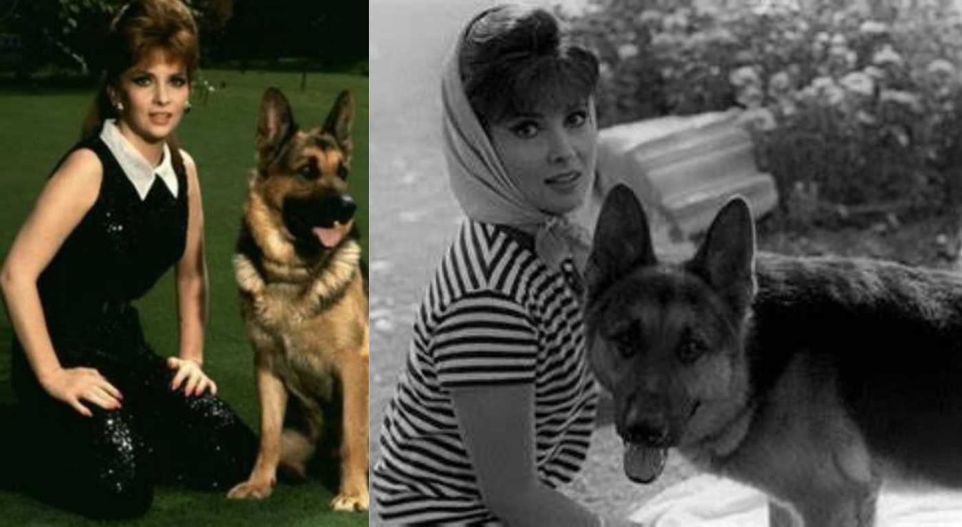 Gina Lollobrigida, cani