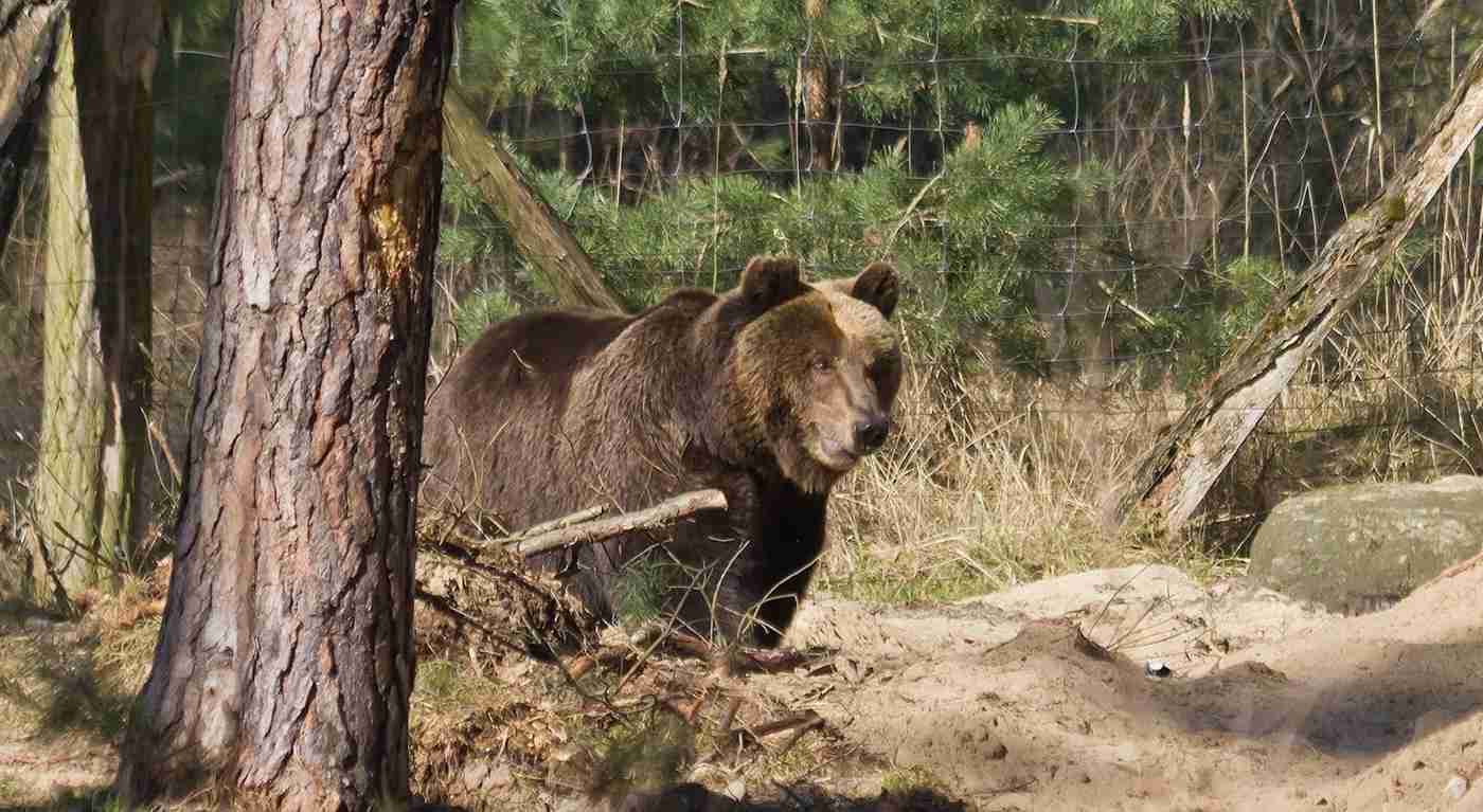 L'orsa JJ4 non sarà abbattuta: trasferimento confermato nella Foresta Nera con la sua mamma
